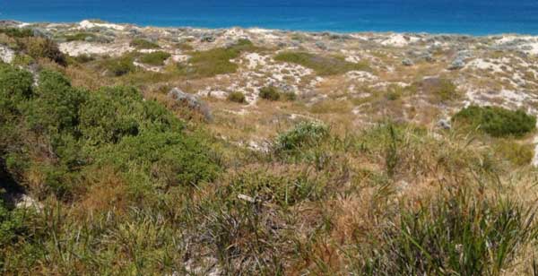 assessment-of-the-trigg-island-to-scarborough-beach-coastal-dunes-fig-1