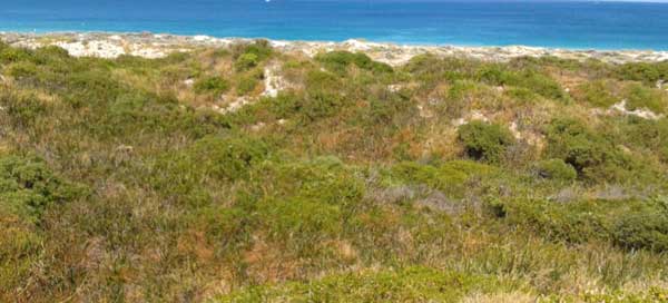 assessment-of-the-trigg-island-to-scarborough-beach-coastal-dunes-fig-2